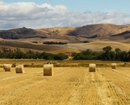 Omihi Farms